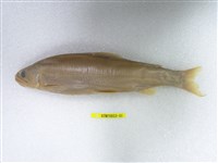 藏品(香魚)的圖片